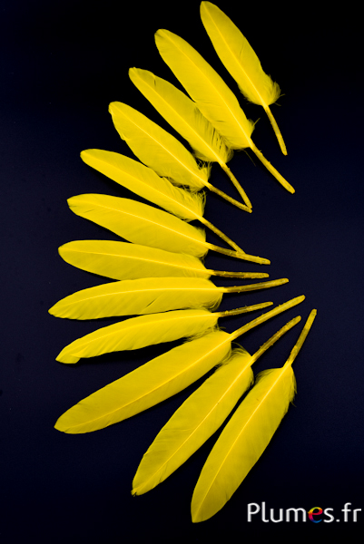 Oie Lame - 10-15 cm - jaune